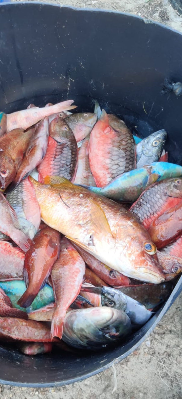 Snapper