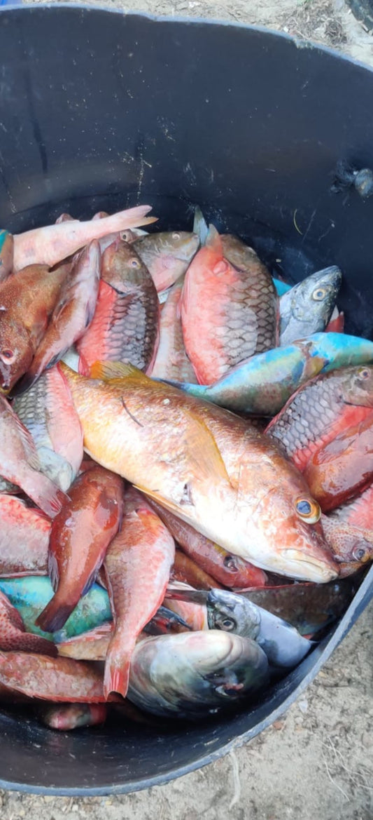 Snapper