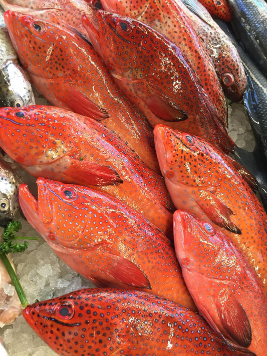 Butterfish