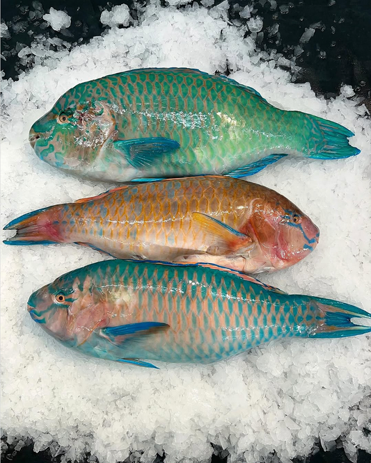 Parrotfish