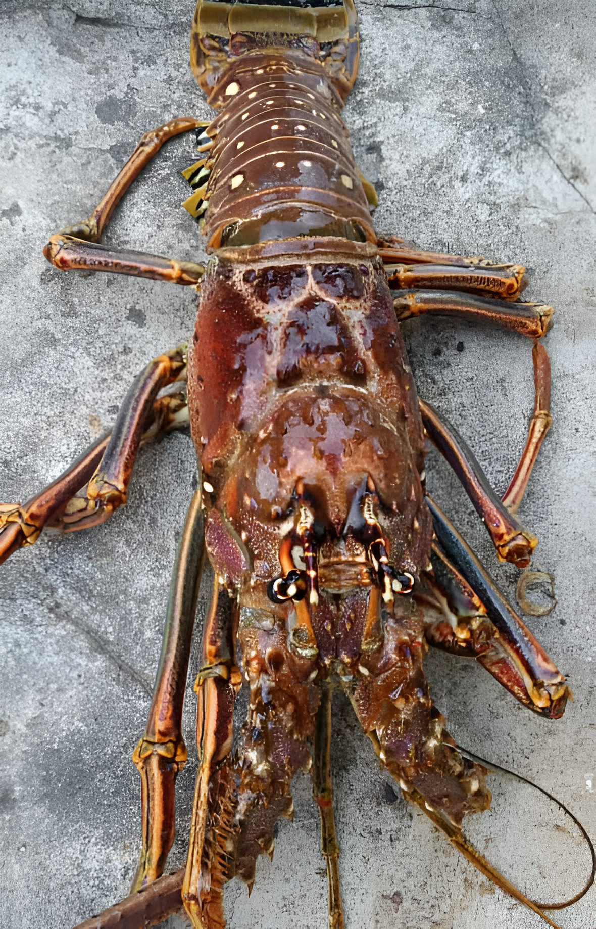 Lobster