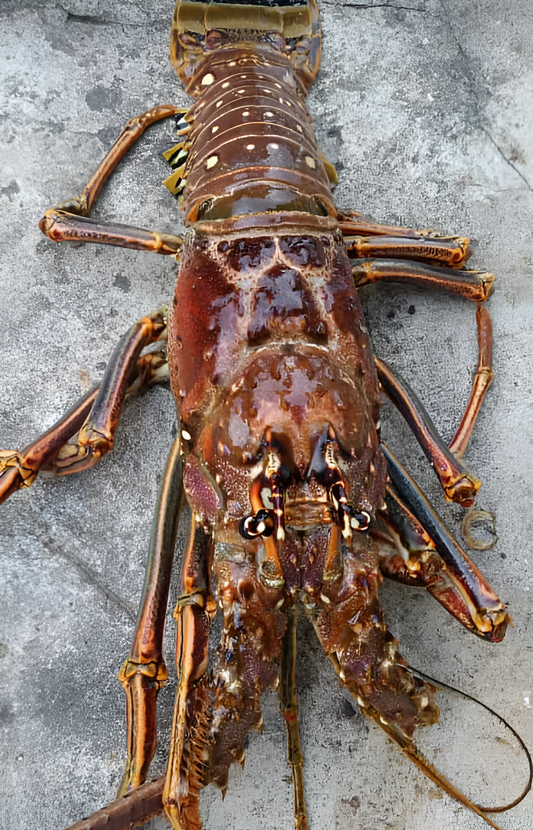Lobster
