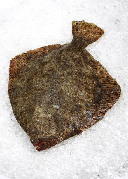 Terbit (Turbot)