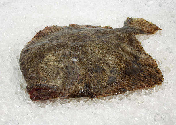 Terbit (Turbot)