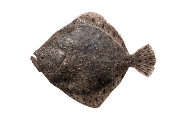 Terbit (Turbot)