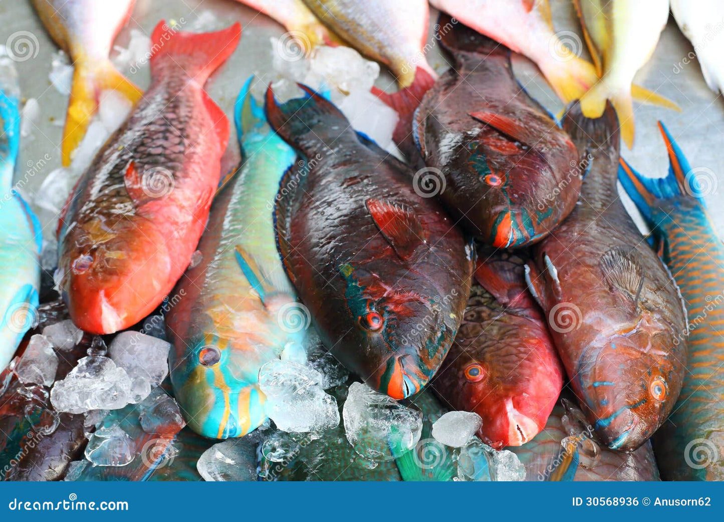 Parrotfish